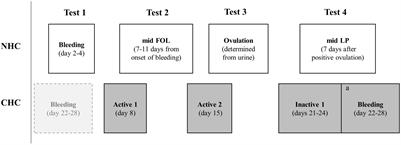 Influence of Menstrual Cycle or Hormonal Contraceptive Phase on Physiological Variables Monitored During Treadmill Testing